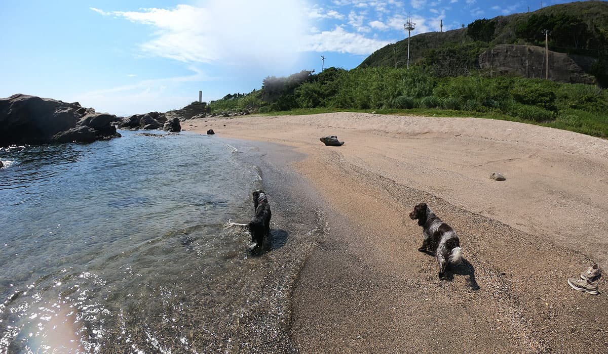 愛犬と泊まれるキャンプ場 DOG DEPT GARDEN CAMP 安房白浜 ビーチフロント ロックビーチ