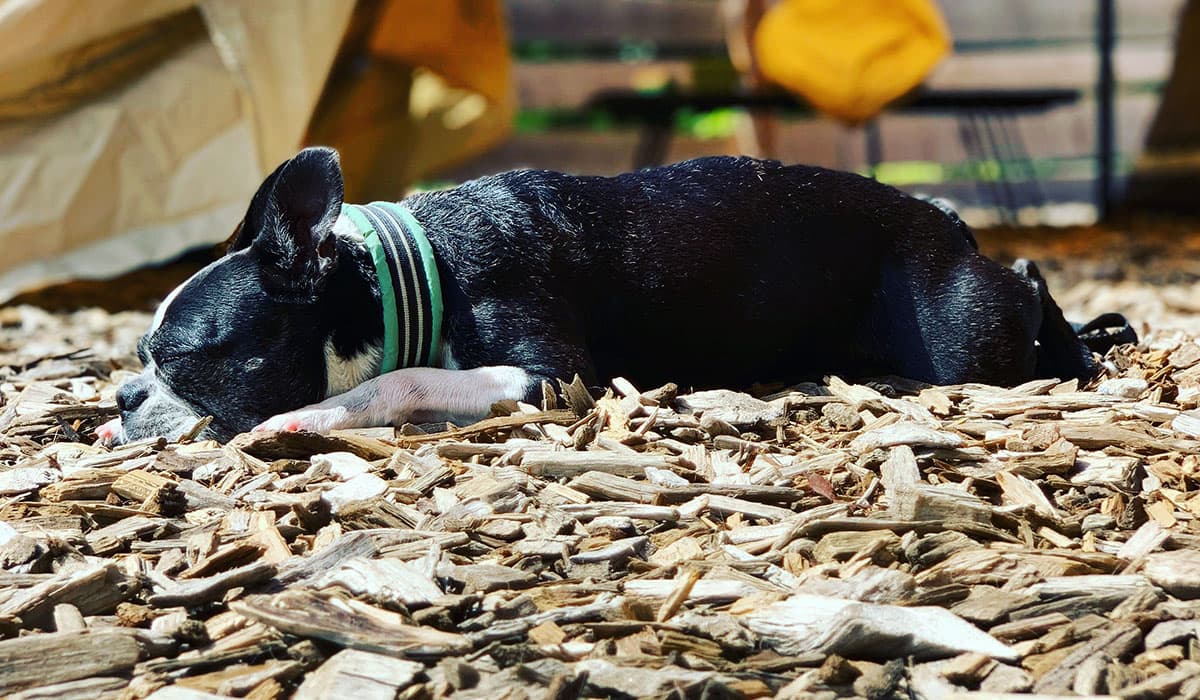 愛犬と泊まれるキャンプ場 DOG DEPT GARDEN CAMP 安房白浜 ビーチフロント ロックビーチ